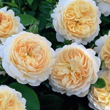 Английская роза "Emanuel"