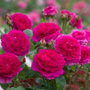 Английская роза "Gabriel Oak"