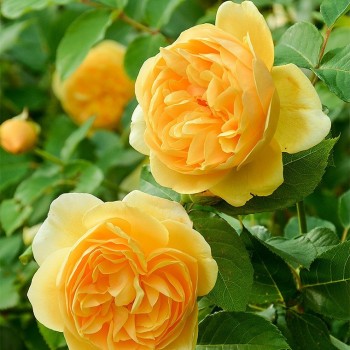 Английская роза "Graham Thomas"