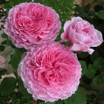Английская роза "James Galway"