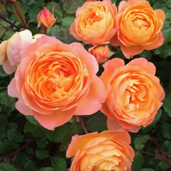 Английская роза "Lady Emma Hamilton"