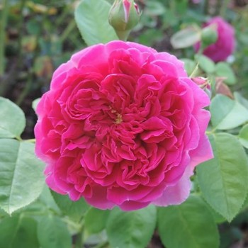 Английская роза "Lady of Megginch"