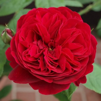 Английская роза "Leonard Dudley Braithwaite"