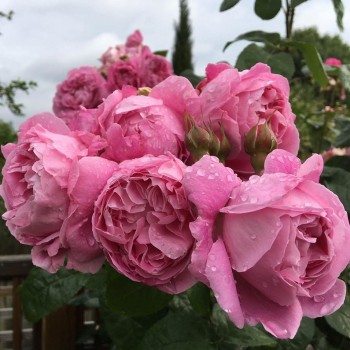 Английская роза "Mary Rose"
