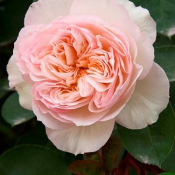 Английская роза "Perdita"