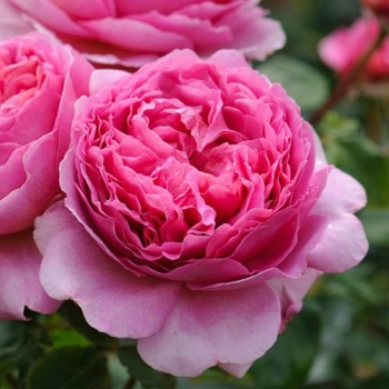 Английская роза "Princess Alexandra of Kent"
