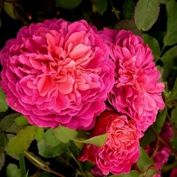 Английская роза "Sir John Betjeman"