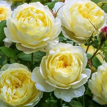 Английская роза "Vanessa Bell"