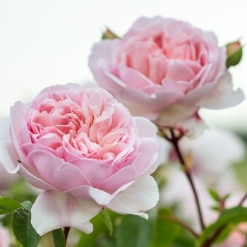 Английская роза "Wildeve"