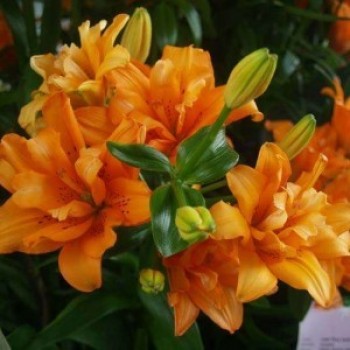 Лилия азиатский гибрид "Orange Twins"