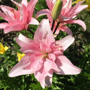 Лилия азиатский гибрид "Spring Pink"
