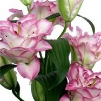 Лилия восточный гибрид "Beautytrend"