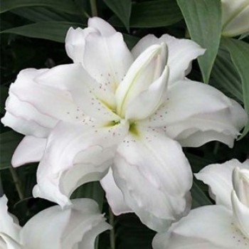 Лилия восточный гибрид "Lotus Beauty"