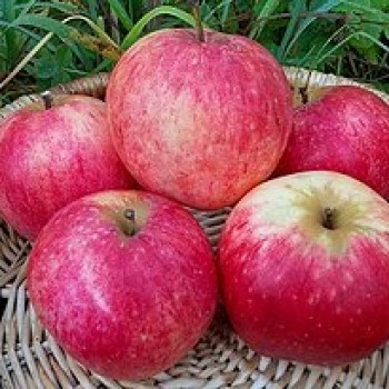 Яблоня домашняя "Осеннее полосатое"