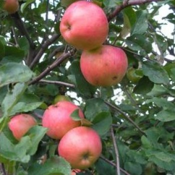Яблоня домашняя "Осенняя радость"