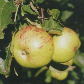 Яблоня домашняя "Винное"