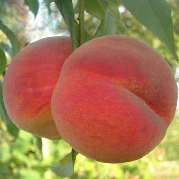 Персик обыкновенный "Вардени"