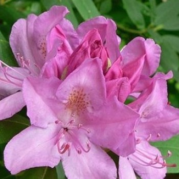 Рододендрон гибридный "Roseum Elegans"