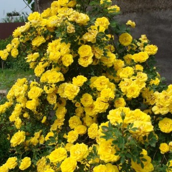 Роза фетида "Persian Yellow"