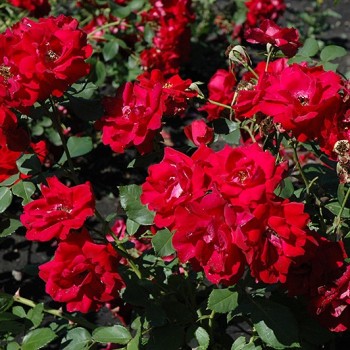 Роза канадская "Champlain"