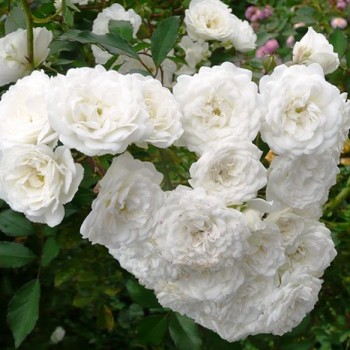 Роза плетистая "Colonial White"