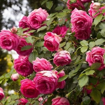 Роза плетистая "Pink Eden Rose"