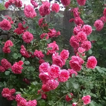 Роза плетистая "Rosarium Uetersen"