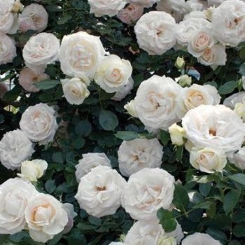 Роза плетистая "White Eden Rose"