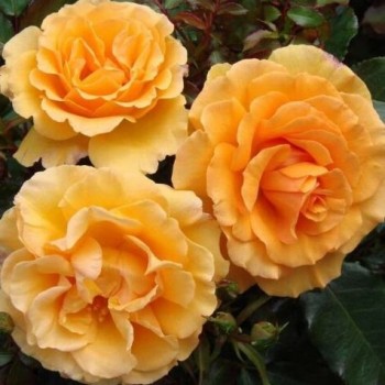 Роза флорибунда "Amber Queen"