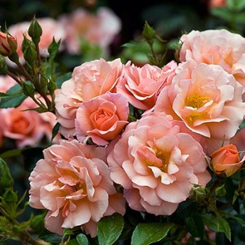 Роза флорибунда "Aprikola"