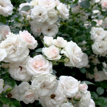Роза флорибунда "Aspirin Rose"