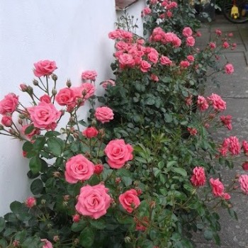 Роза флорибунда "Bella Rosa"