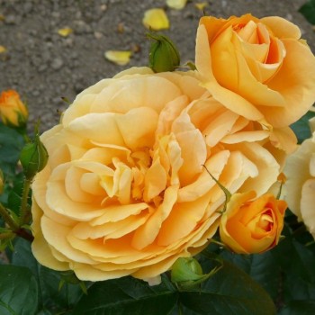 Роза флорибунда "Bernstein-Rose" (TANeitber)