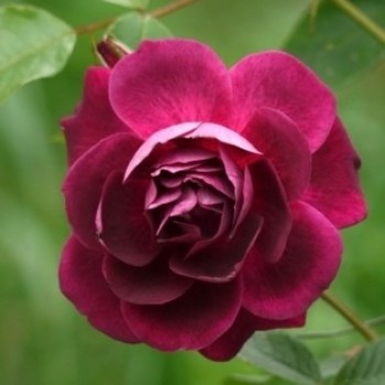 Роза флорибунда "Burgundy Ice"