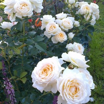 Роза флорибунда "Cream Abundance"