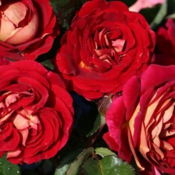 Роза флорибунда "Die Sehenswerte"