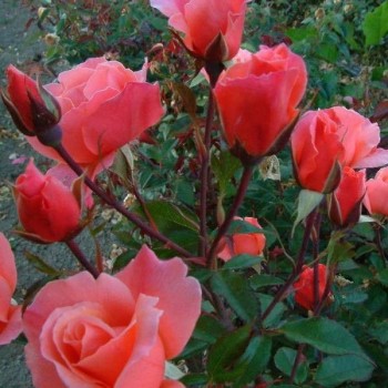 Роза флорибунда "Fragrant Delight"