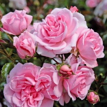 Роза флорибунда "Home & Garden"