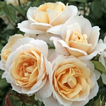 Роза флорибунда "Lions Rose"
