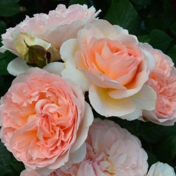 Роза флорибунда "Marchenzauber"
