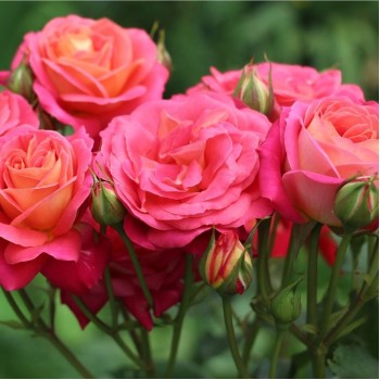Роза флорибунда "Midsummer"