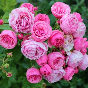 Роза флорибунда "Pomponella"
