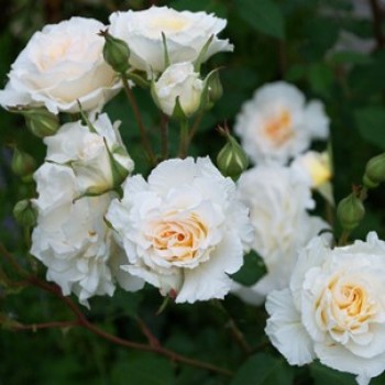 Роза флорибунда "Poustinia"