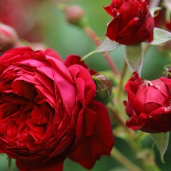 Роза флорибунда "Red Leonardo da Vinci"