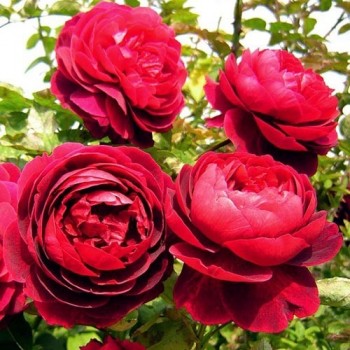 Роза флорибунда "Red Morsdag"
