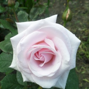 Роза флорибунда "Rosa Belmonte"