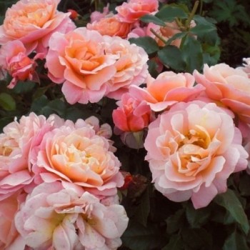 Роза флорибунда "Sangerhauser Jubilaumsrose"