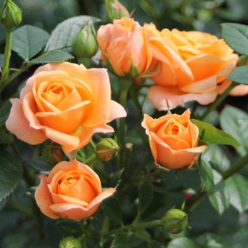 Роза флорибунда "Tantau’s Bernsteinrose"