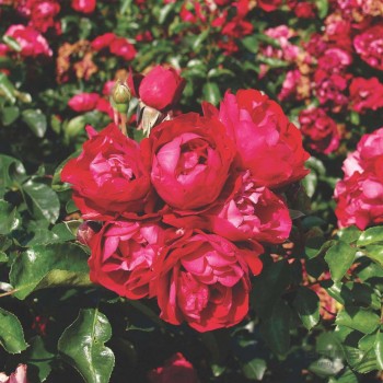 Роза почвопокровная "Colossal Meidiland"