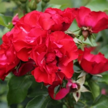 Роза почвопокровная "Crimson Meidiland"
